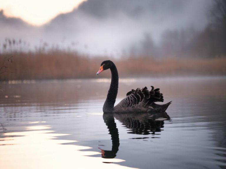 La théorie du cygne noir : impact et implications en prospection commerciale